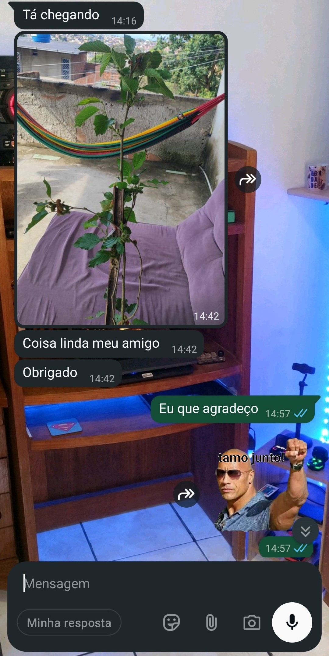 Cliente recebeu a muda de amoreira em casa