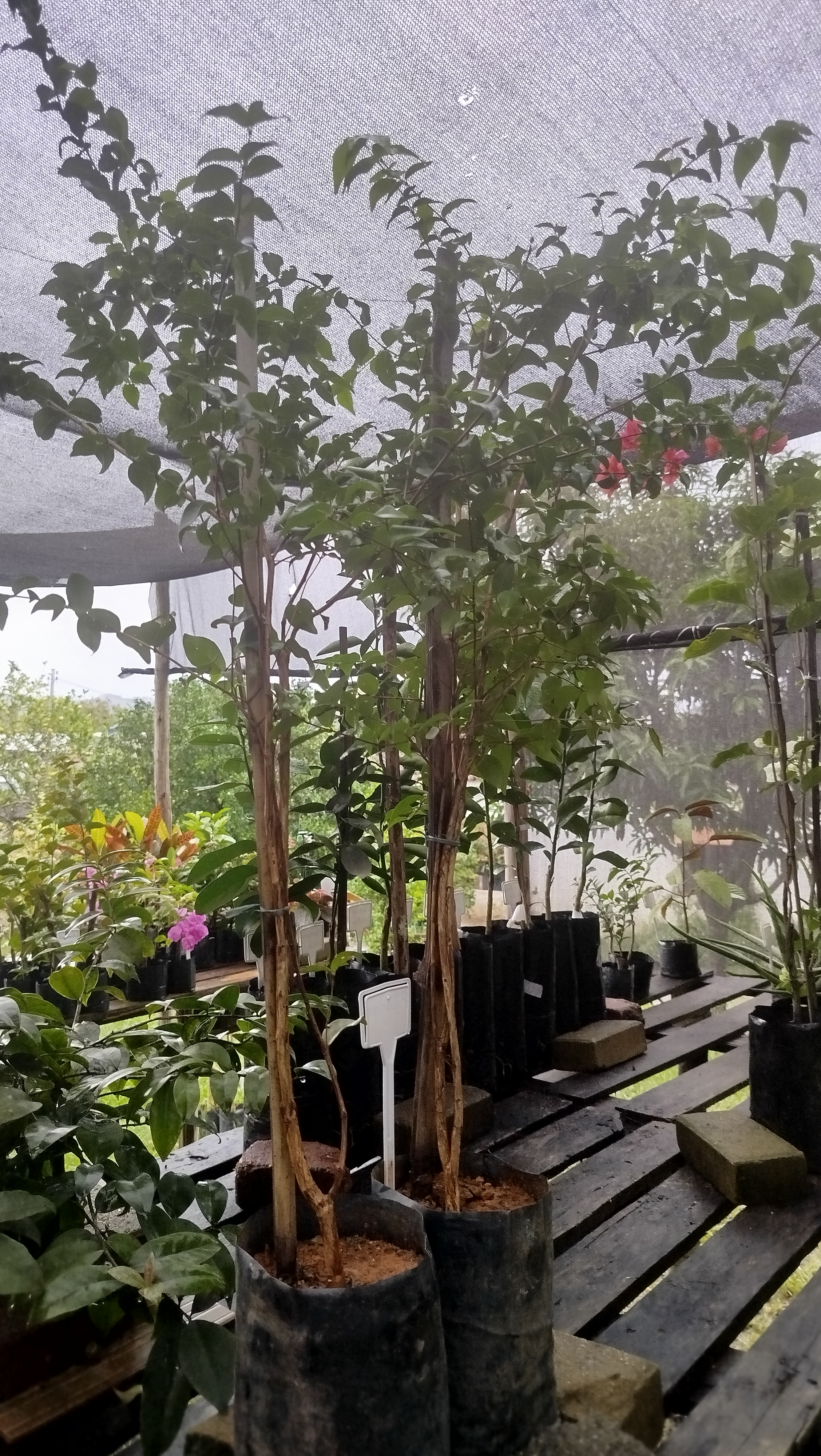 Mudas de árvores frutíferas alinhadas no viveiro Refúgio Verde