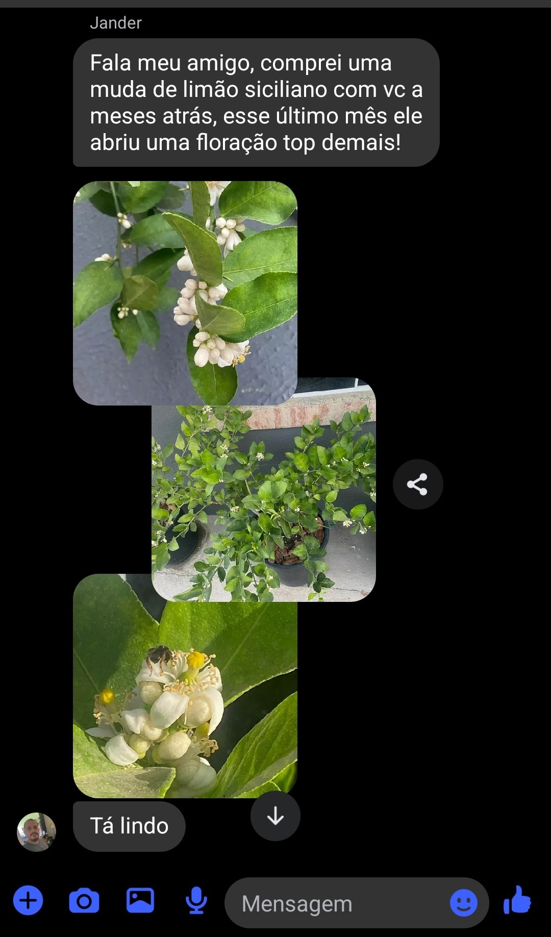 Cliente mostra a floração do limão siciliano comprado no Refúgio Verde