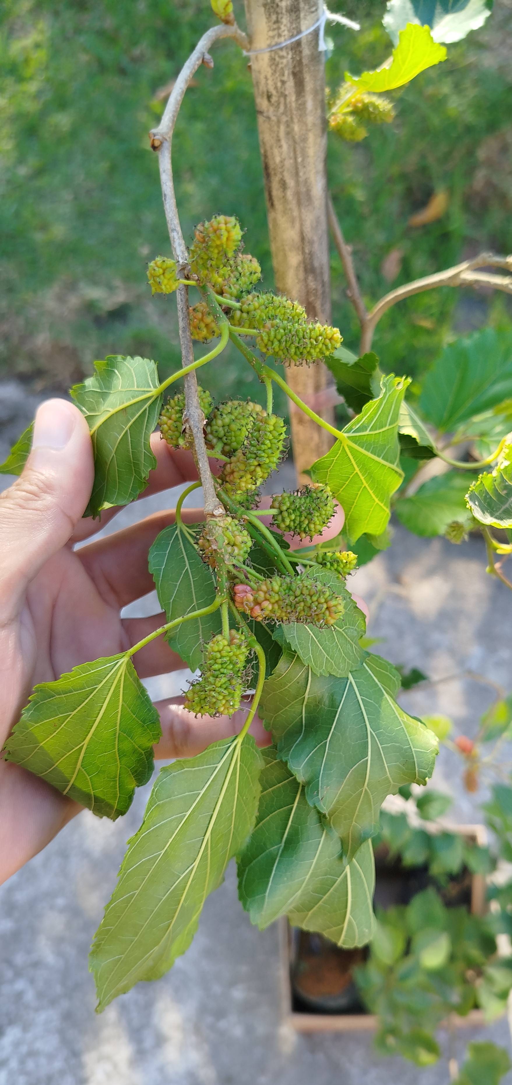 Plantas saudáveis e bem cuidadas no Refúgio Verde