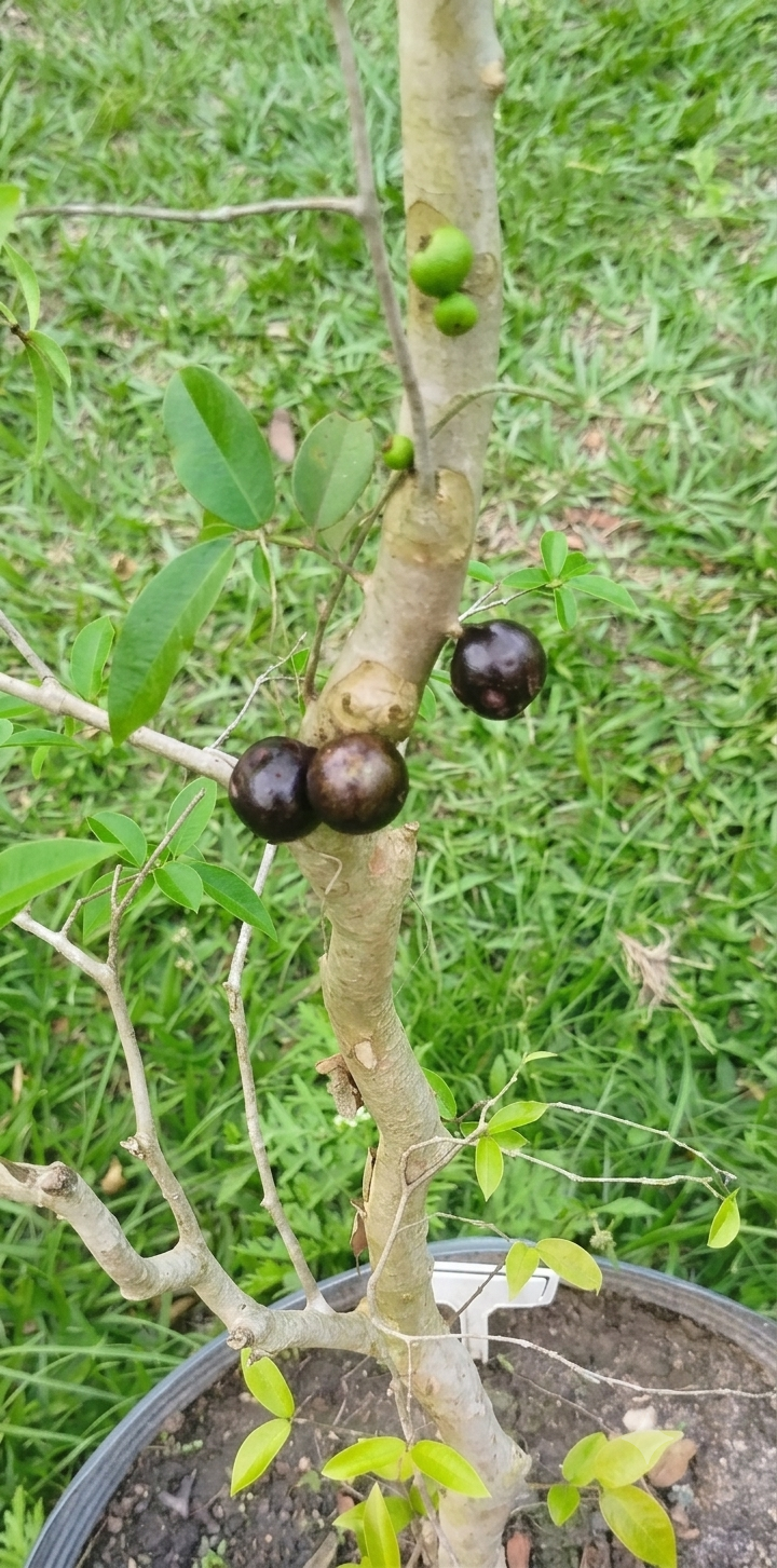 Frutíferas no Refúgio Verde