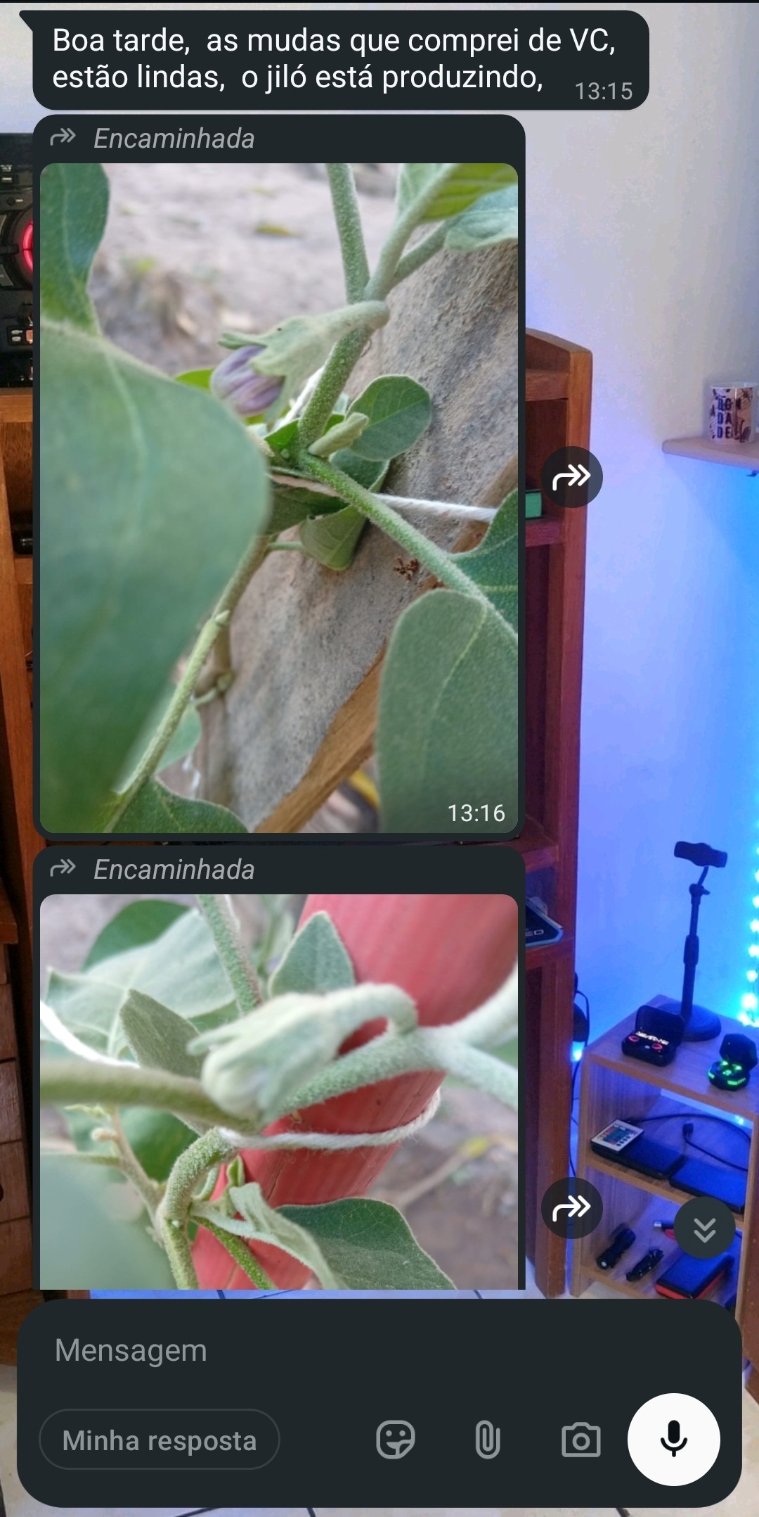Mudas de jiló produzindo na casa do cliente